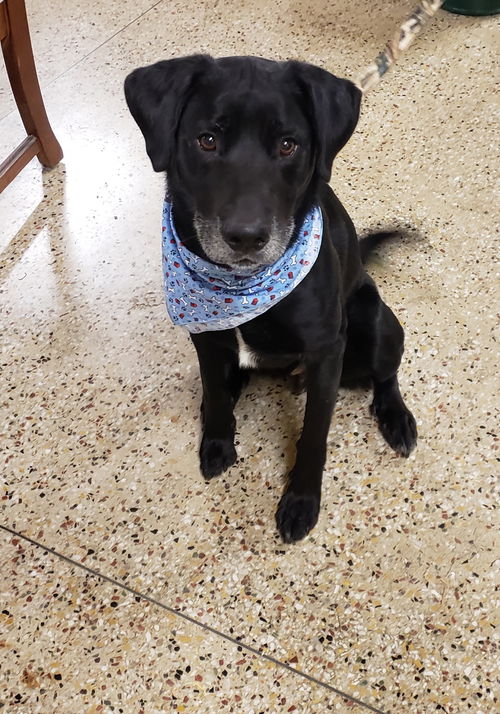 Baloo
