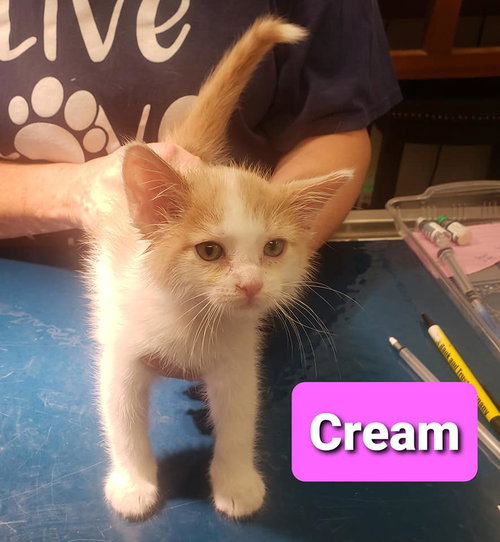 Cream