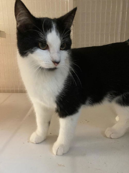 Simon