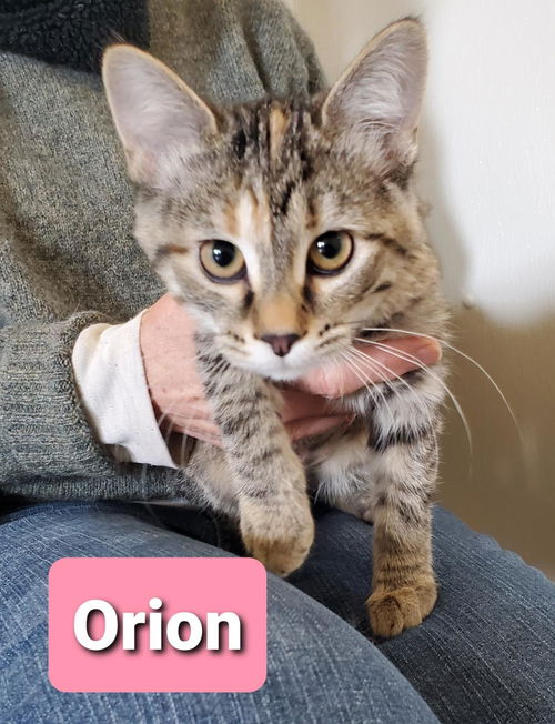 Orion