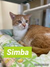 Simba