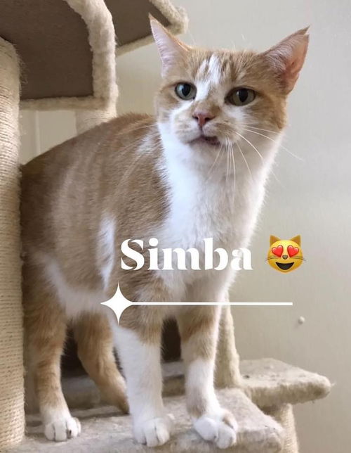 Simba