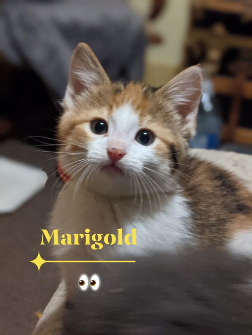 Marigold