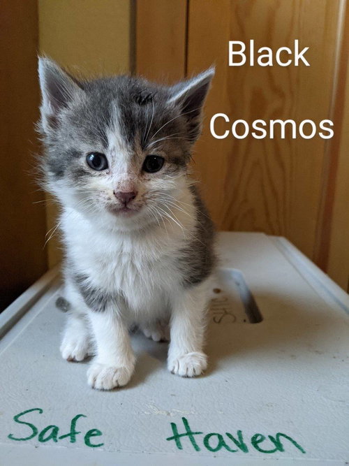 Cosmos