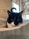 Macaroni (aka Bella)