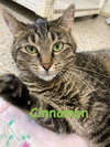 Cinnamon