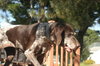 Josie (Courtesy Listing)