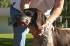 Josie (Courtesy Listing)