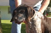 Josie (Courtesy Listing)