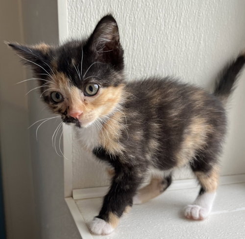 Photo 4 of Peanut
