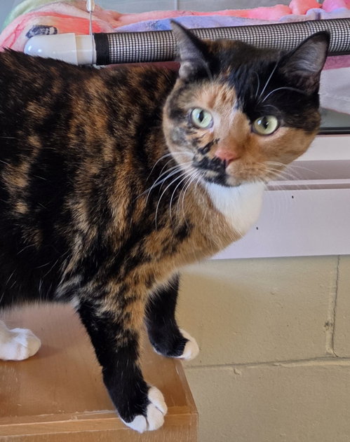 Peanut, a cat for adoption from Safe Haven of Iowa County