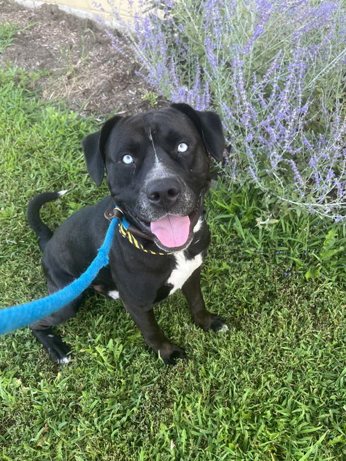 Sinatra