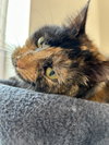 Victoria (aka Iris)