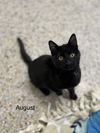 August
