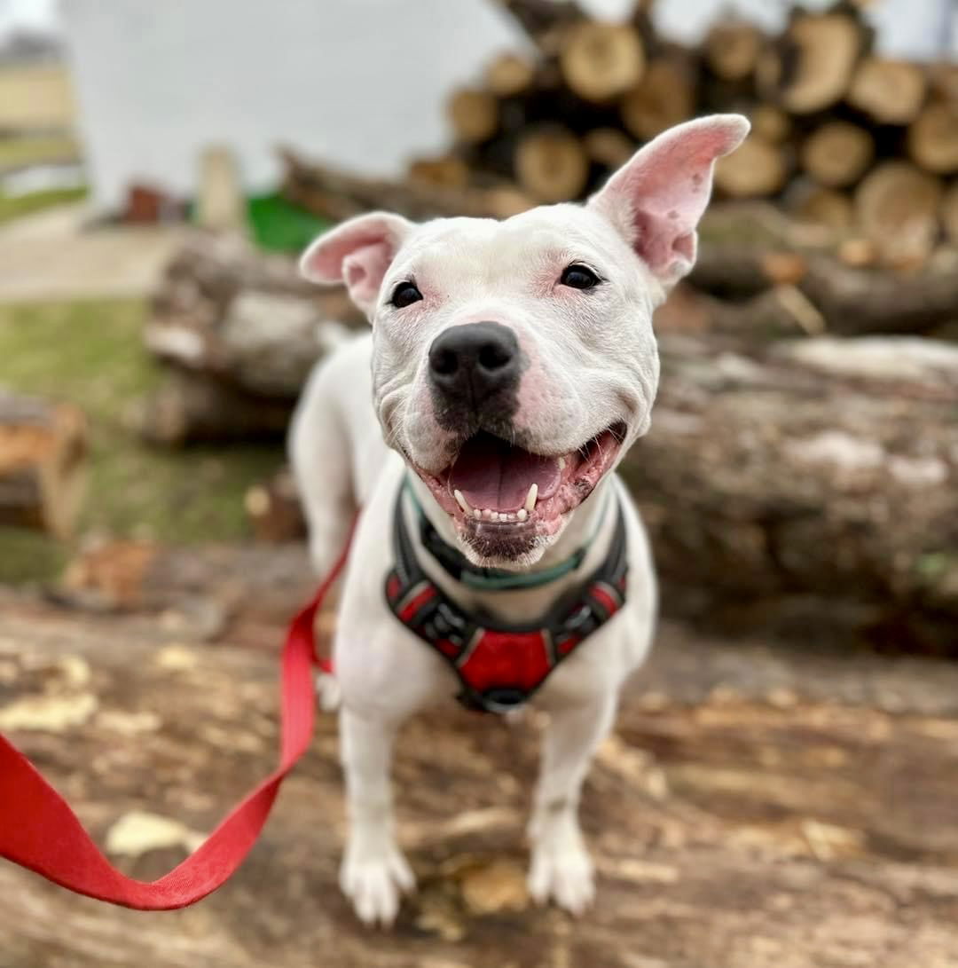 adoptable Dog in Williamsburg, IA named Sugar