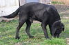 Angus (Courtesy Listing)