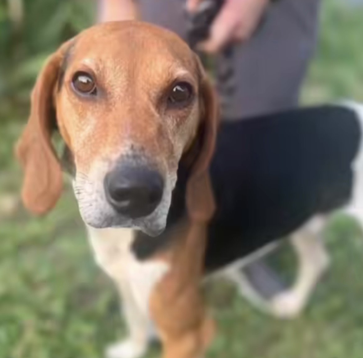 adoptable Dog in Williamsburg, IA named Wally