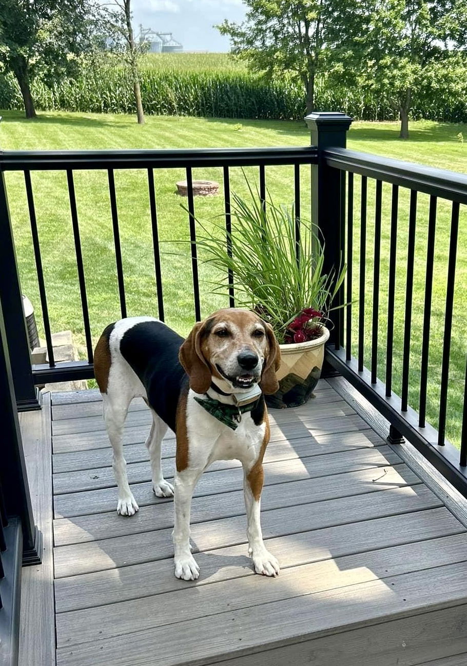 adoptable Dog in Williamsburg, IA named Wally