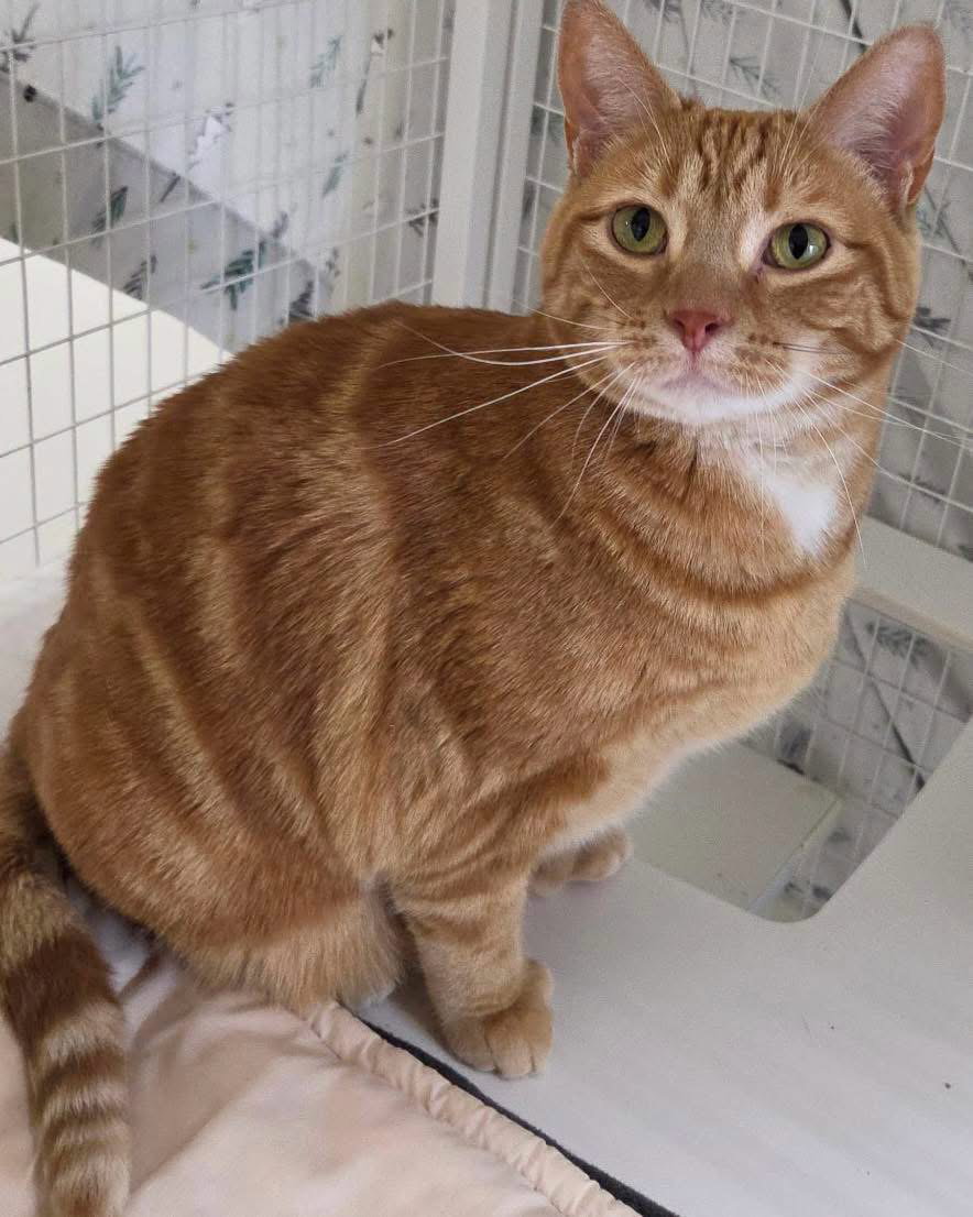 Polly Pocket, Domestic Short Hair