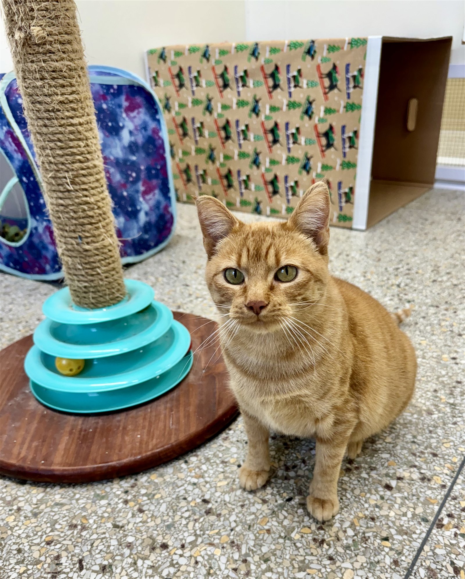 adoptable Cat in Williamsburg, IA named Georgia