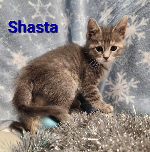 Shasta