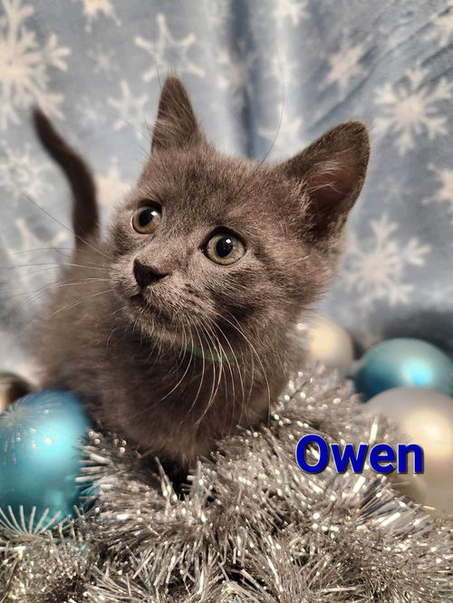 Owen