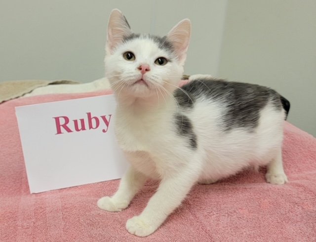 adoptable Cat in Williamsburg, IA named Ruby
