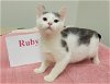 adoptable Cat in , IA named Ruby