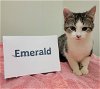 adoptable Cat in  named Emerald