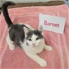 adoptable Cat in williamsburg, IA named Garnet