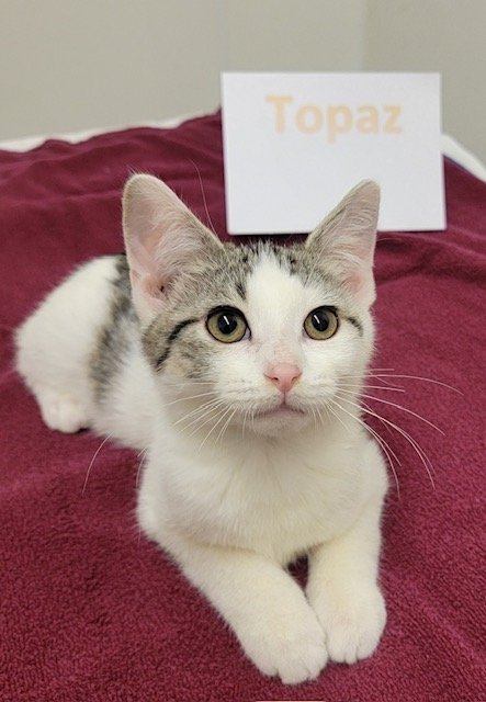 adoptable Cat in Williamsburg, IA named Topaz
