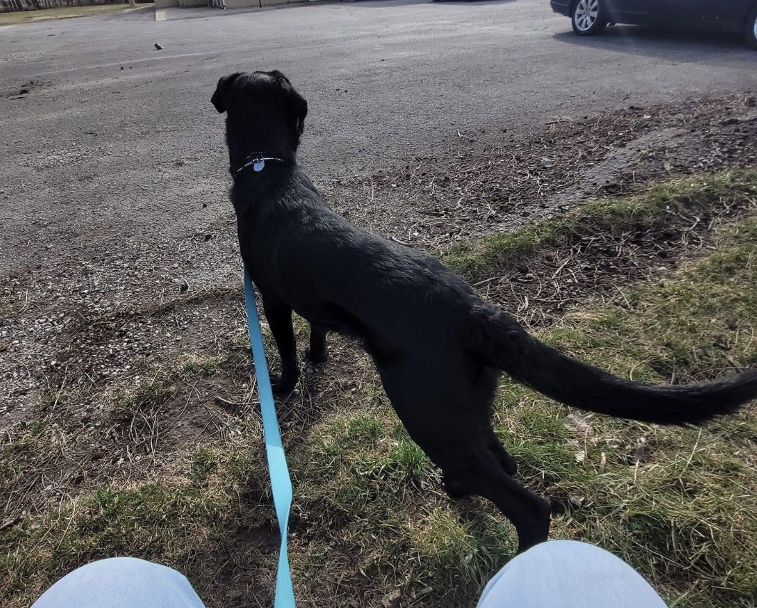 Dog for Adoption Coco, a Labrador Retriever in Wellman, IA Alpha Paw