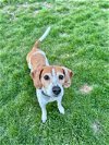 adoptable Dog in , IA named Penny