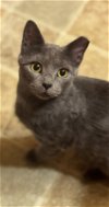 adoptable Cat in , IA named Wiley