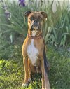 adoptable Dog in williamsburg, IA named Dexter