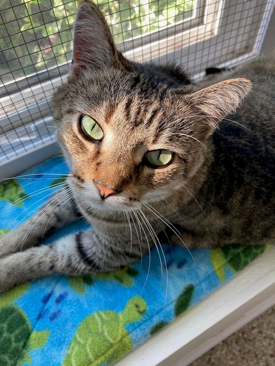 adoptable Cat in Williamsburg, IA named Tiger