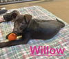 Willow