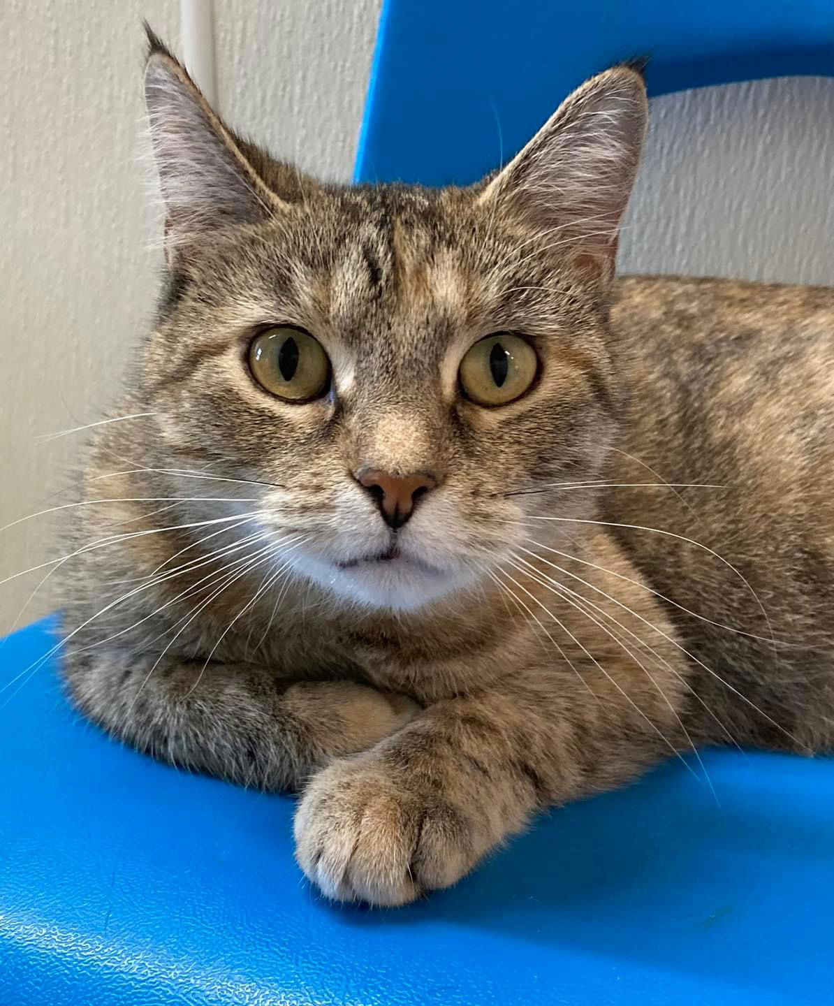 adoptable Cat in Williamsburg, IA named Tangerine