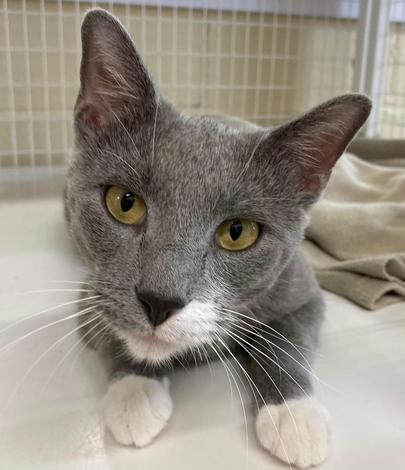 adoptable Cat in Williamsburg, IA named Pony Girl