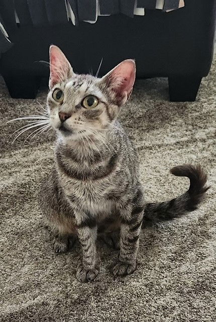 adoptable Cat in Williamsburg, IA named Tora