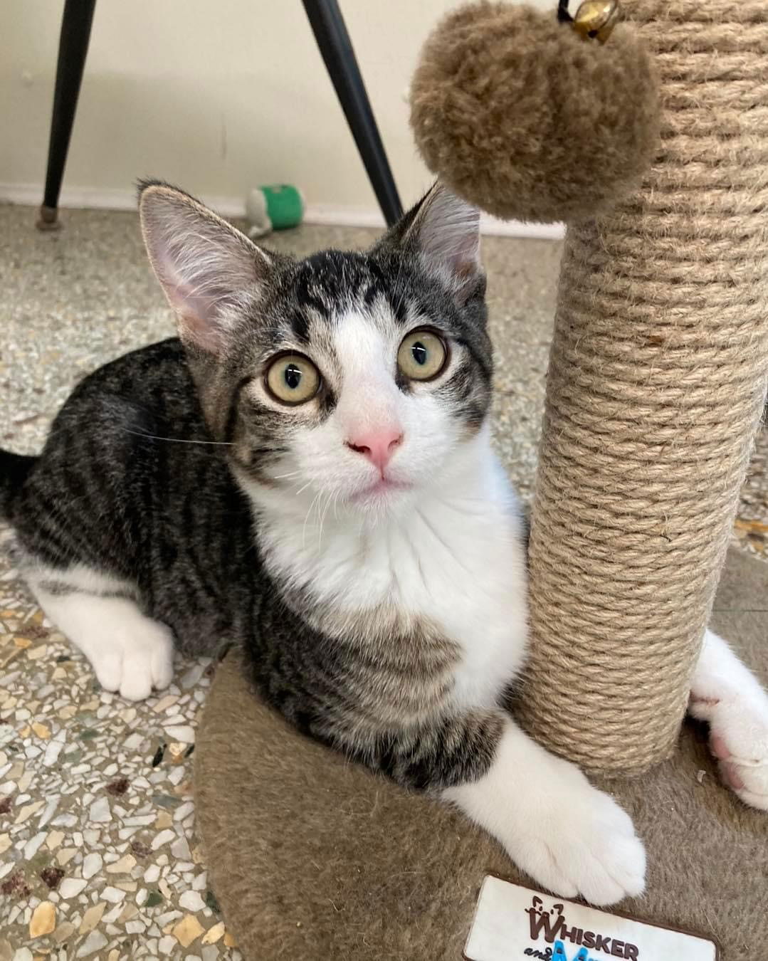 adoptable Cat in Williamsburg, IA named Sox