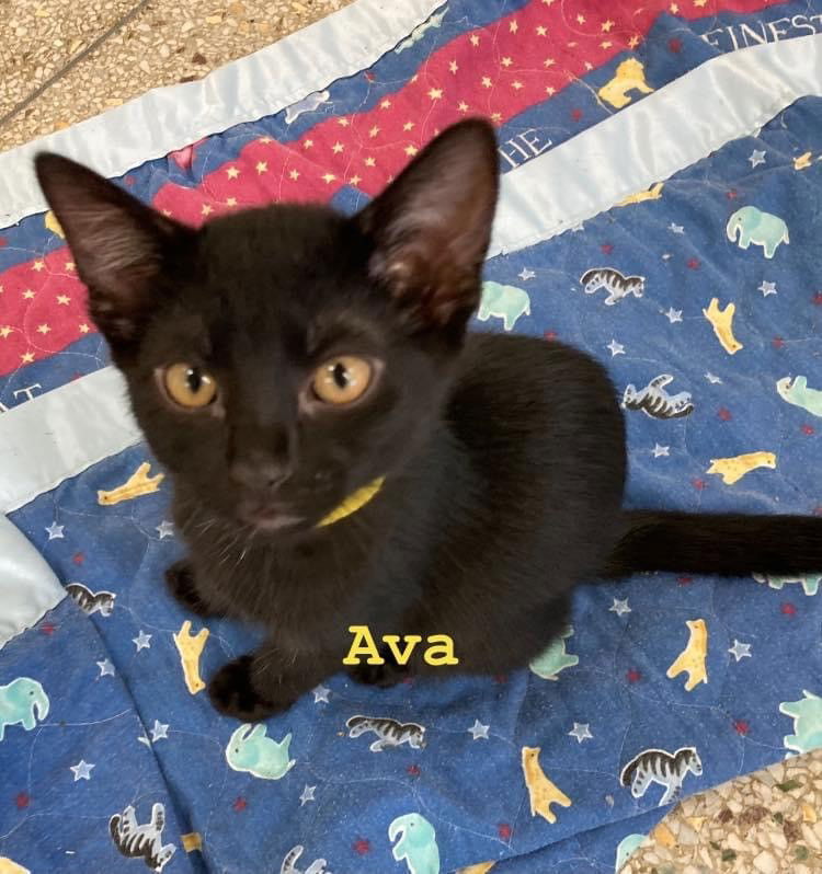 adoptable Cat in Williamsburg, IA named Ava