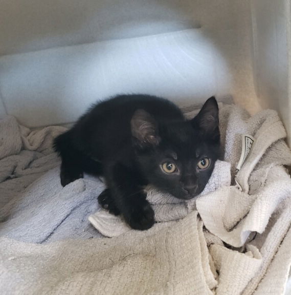 adoptable Cat in Williamsburg, IA named Spencer