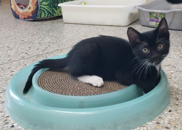 adoptable Cat in Williamsburg, IA named Humphrey