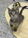 adoptable Cat in Williamsburg, IA named Bjorn