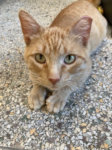 adoptable Cat in Williamsburg, IA named Blaze