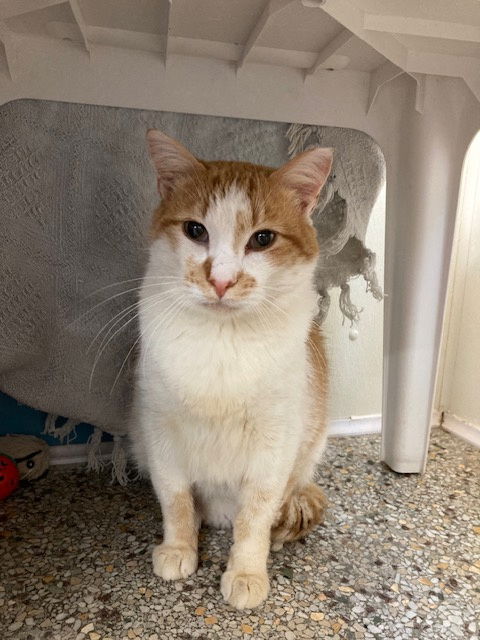 adoptable Cat in Williamsburg, IA named Colby