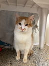 adoptable Cat in , IA named Colby