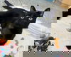 Bartholomeow