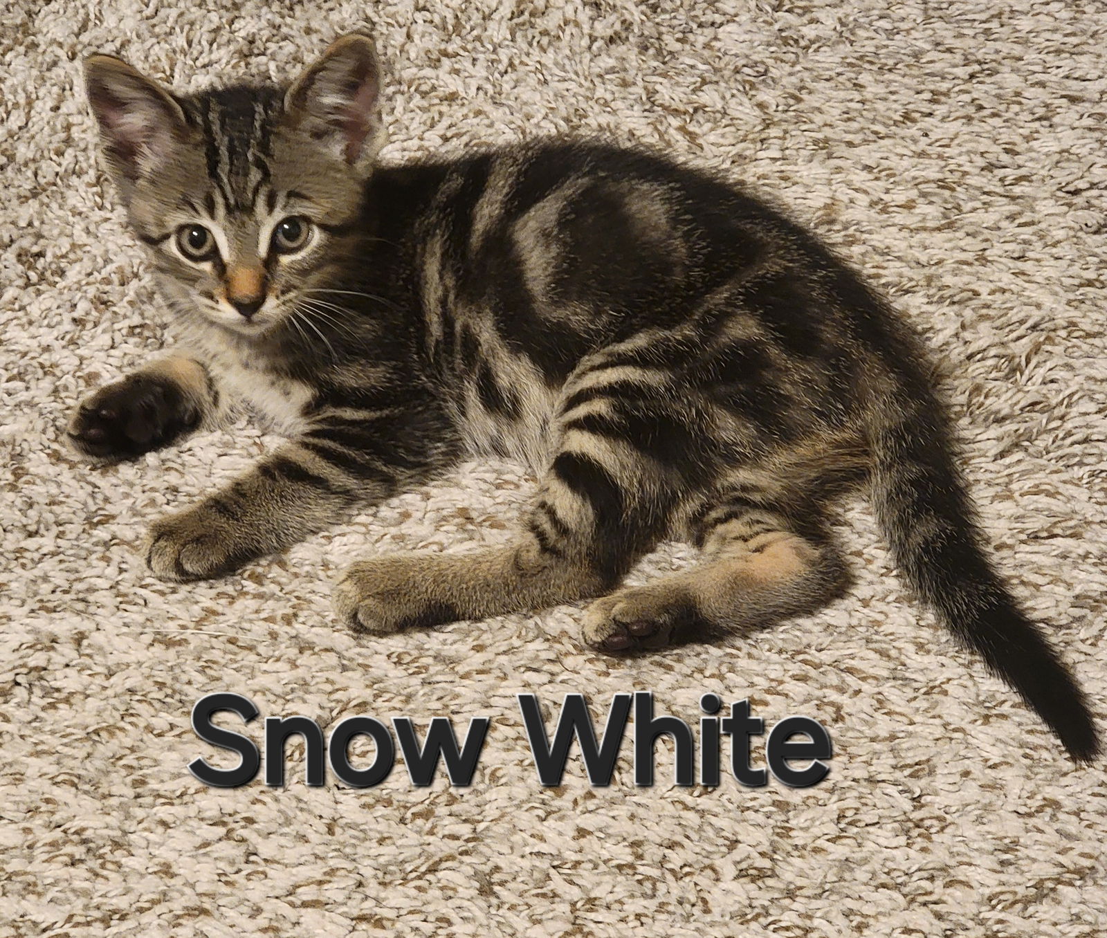 adoptable Cat in Williamsburg, IA named Snow White